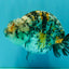 A Grade Tricolor Tiger Ranchu Female 5 inches #080726RC_28