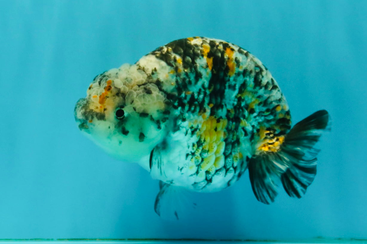 A Grade Tricolor Tiger Ranchu Female 5 inches #080726RC_28