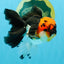 LAVA Tricolor Oranda Male 5 inches #040326OR_18