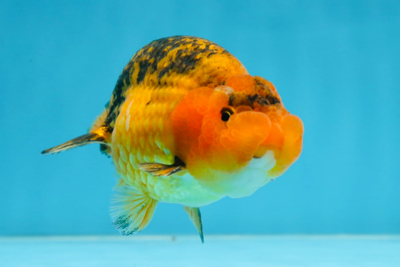 A Grade CHONKY Apache LionKing 4.5 inches #062025LC_06