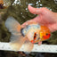 A Grade Sakura Oranda Male 7 inches #080726OR_18