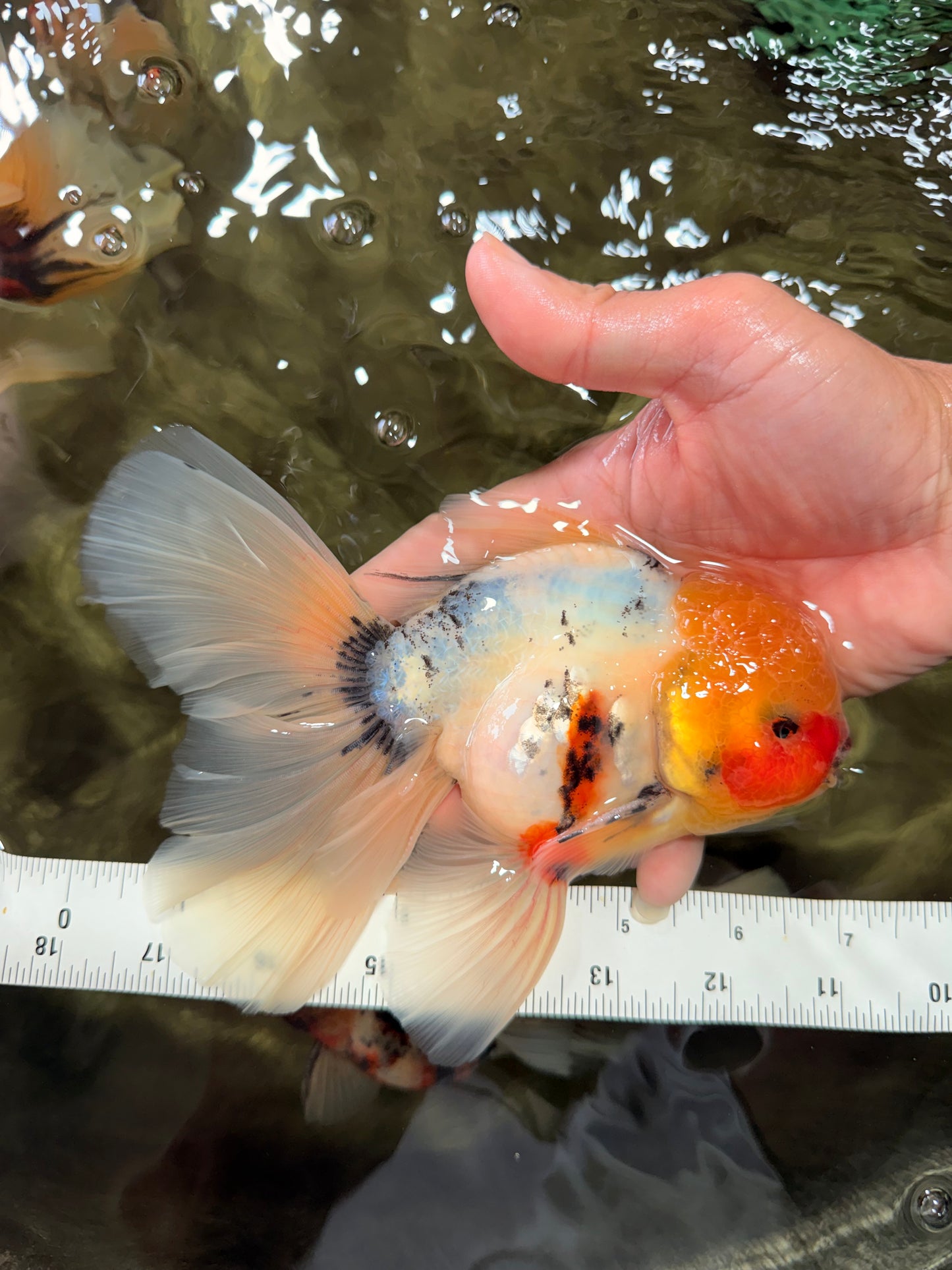 A Grade Sakura Oranda Male 7 inches #080726OR_18