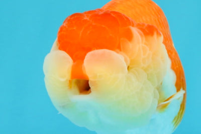 AAA Grade Peekaboo Dragon Head Red White LionQueen 4.5 inches #022726LC_27