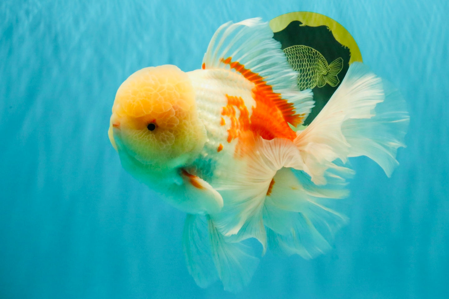FLUFFY AAA Grade Jumbo Boradtail Red White Oranda Male 8.5 inches #072426OR_02