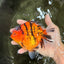 AAA Grade Tiger Yuanbao Female 5.5  inches #072426YB_29