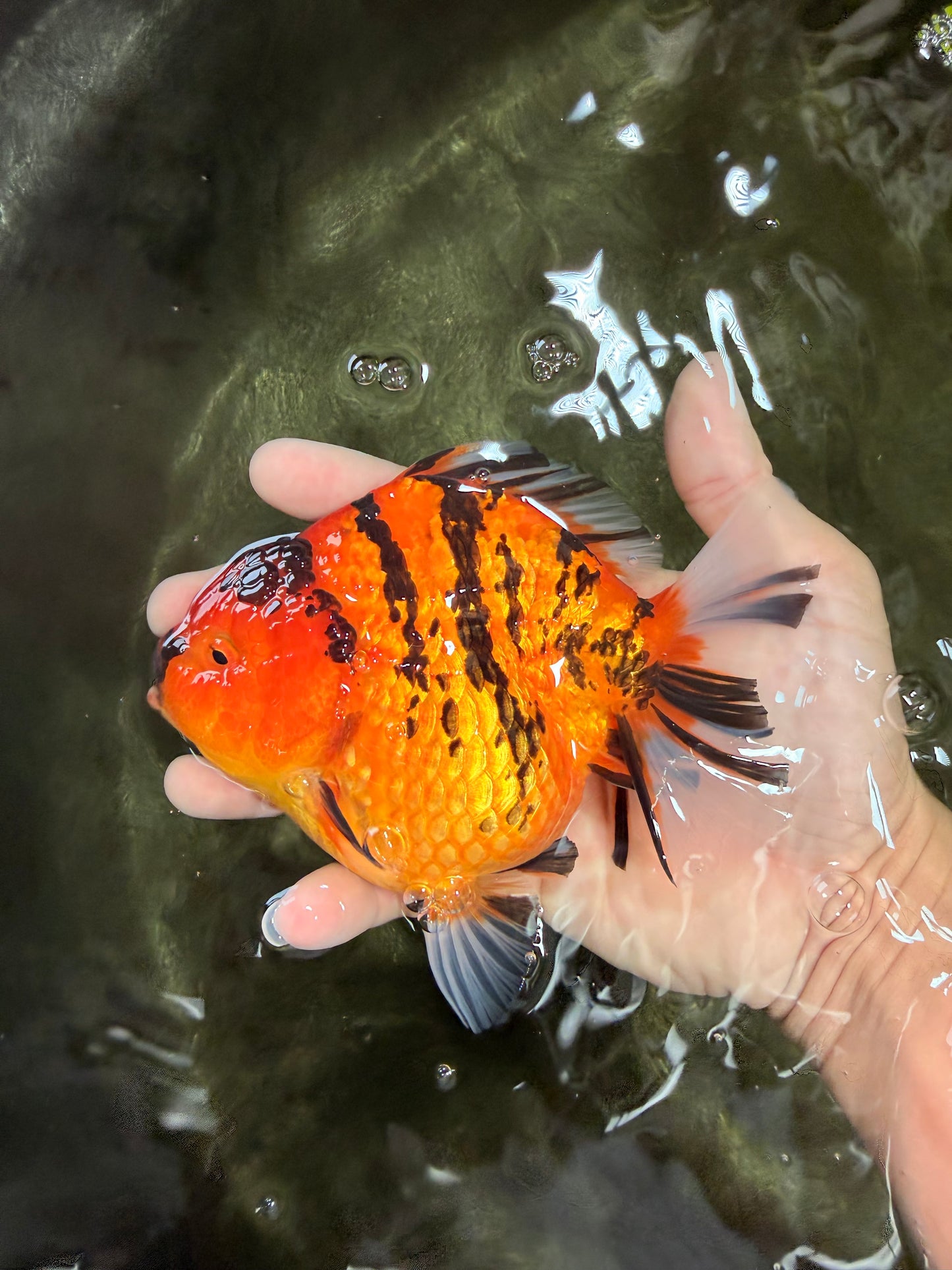 AAA Grade Tiger Yuanbao Female 5.5  inches #072426YB_29