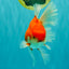 A Grade Red White Oranda Male 6-6.5 inches #100926OR_25