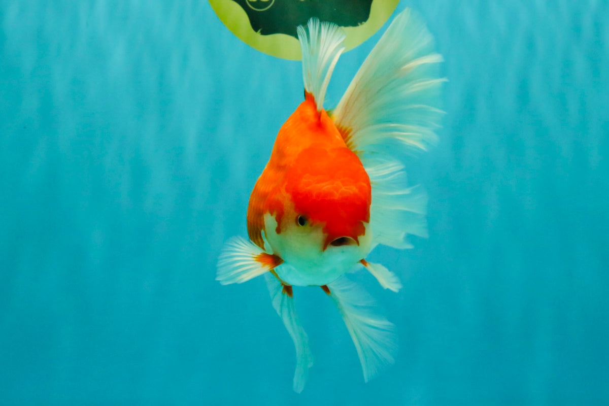 A Grade Red White Oranda Male 6-6.5 inches #100926OR_25