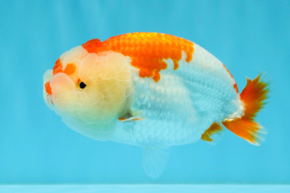 A Grade Red White LionQueen 4.5-5 inches #032726LC_21