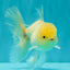 A Grade White Oranda Male 5-5.5 inches #081426OR_12