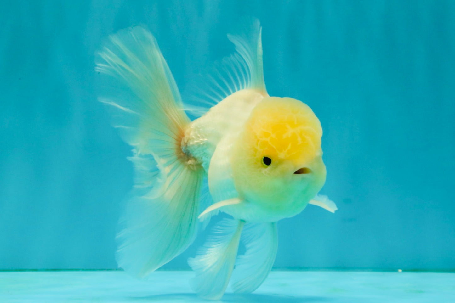 A Grade White Oranda Male 5-5.5 inches #081426OR_12