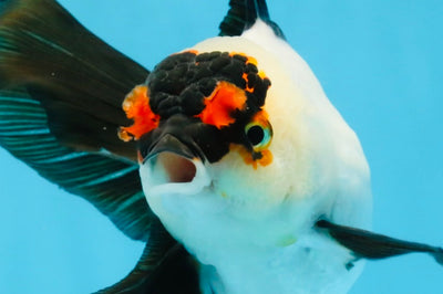 Little Pompom Tricolor Oranda Female 5.5 inches #111425OR_16