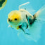 Marble Oranda Male 5.5-6 inches #072426OR_16
