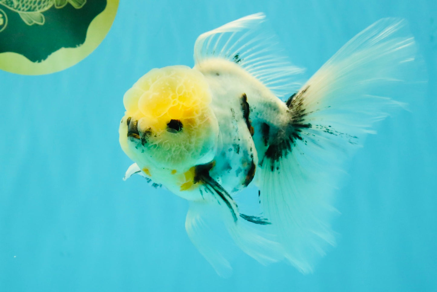 Marble Oranda Male 5.5-6 inches #072426OR_16