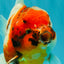 CHUNKY A Grade Calico Yuanbao Male 5.5-6 inches #051526YB_04