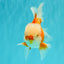 A Grade Jade Head Red White Oranda Male 5-5.5 inches #062626OR_25