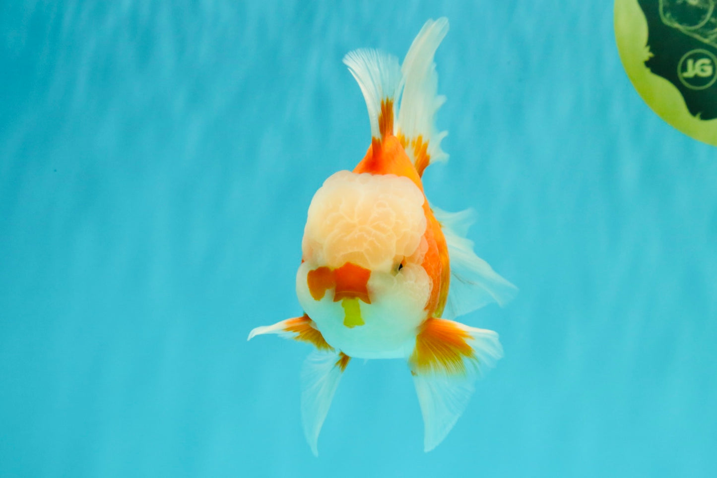 A Grade Jade Head Red White Oranda Male 5-5.5 inches #062626OR_25