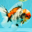 CHONKY AAA Grade Special Marble Oranda Male 6.5 inches #051526OR_01