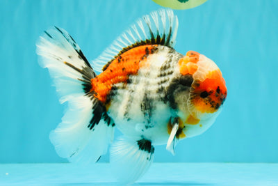 CHONKY AAA Grade Special Marble Oranda Male 6.5 inches #051526OR_01