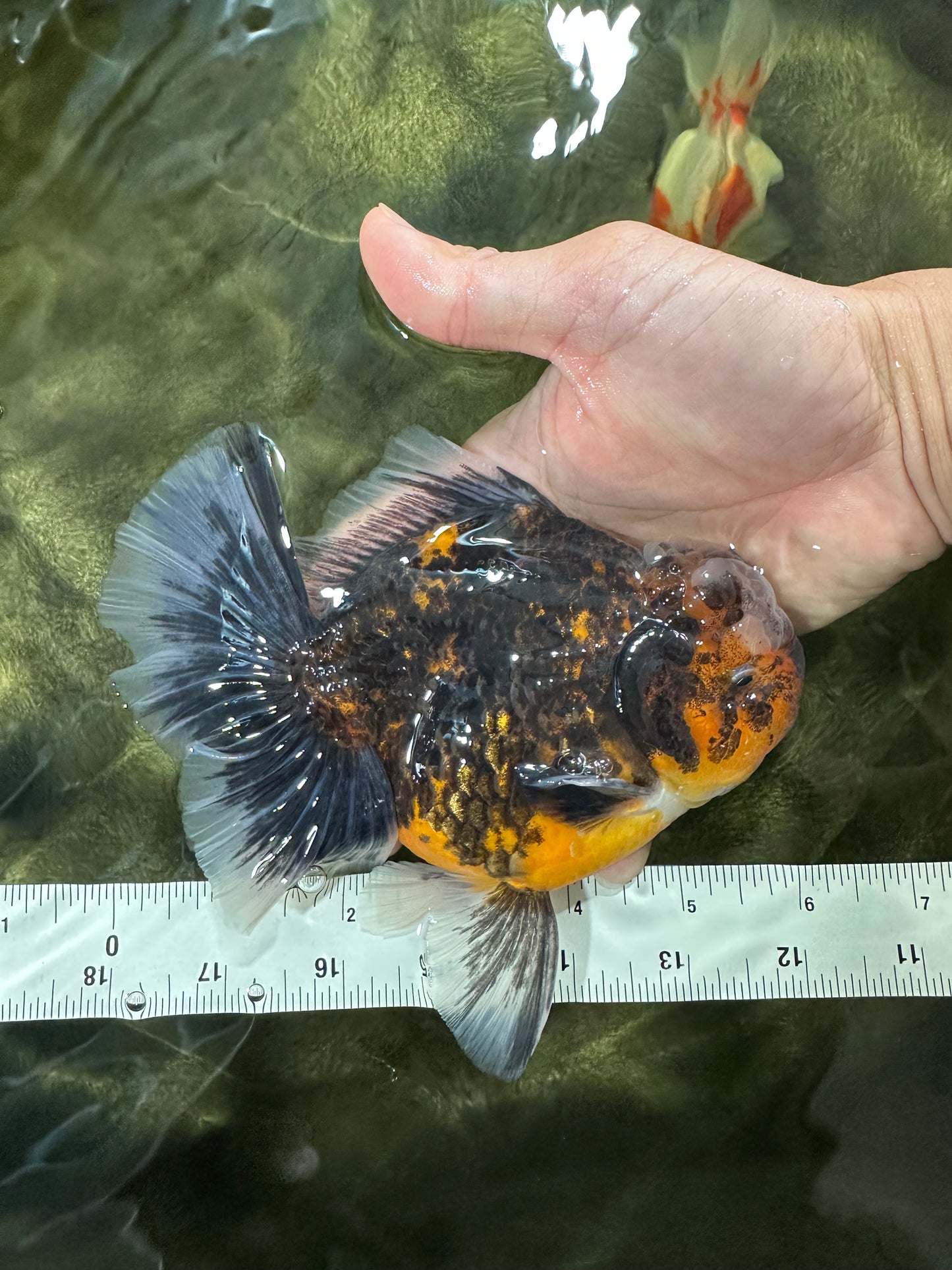 AAA Grade Chonky Kirin Oranda Male 6 inches #053025OR_26