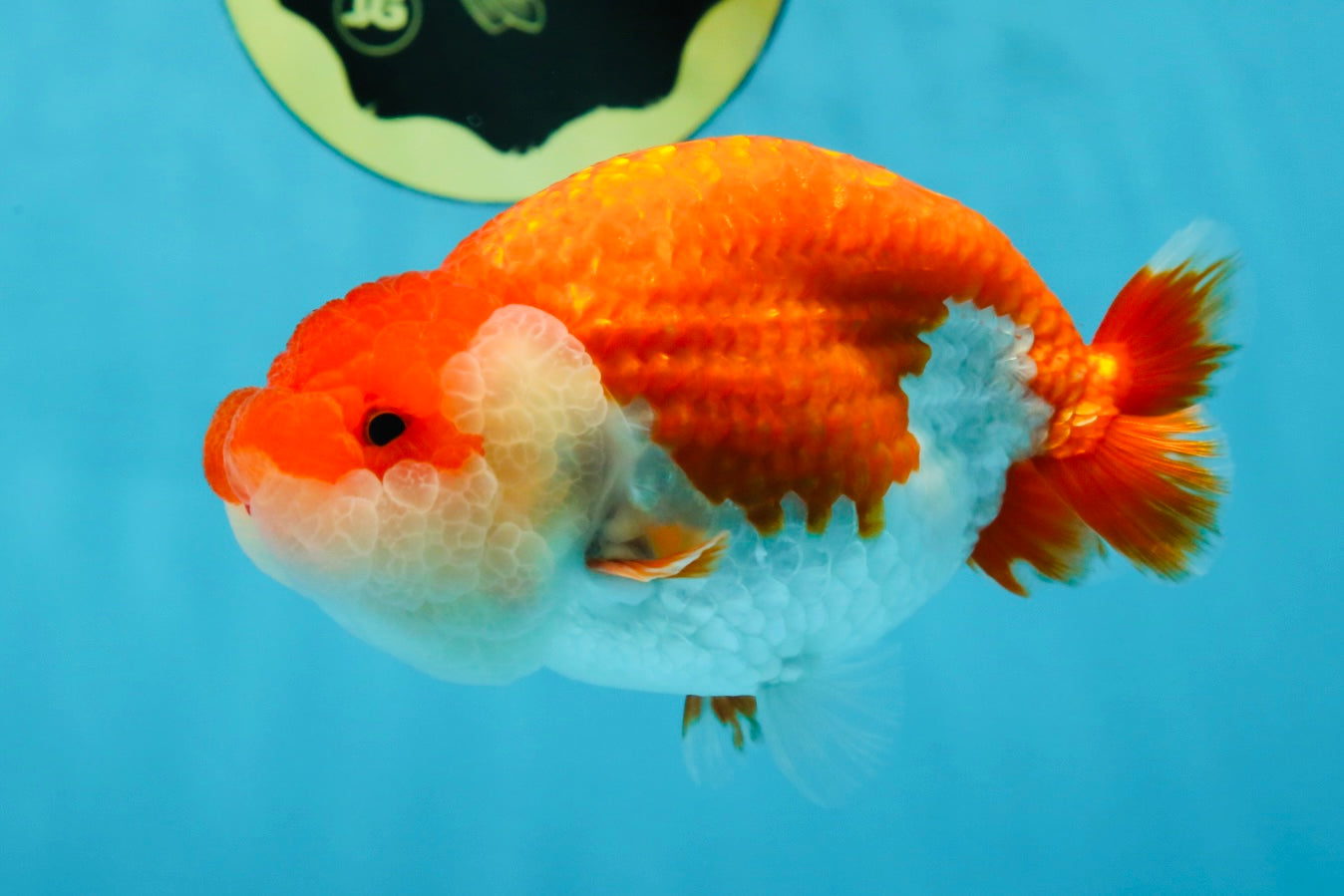 A Grade Red White LionQueen 4.5-5 inches #052325LC_20