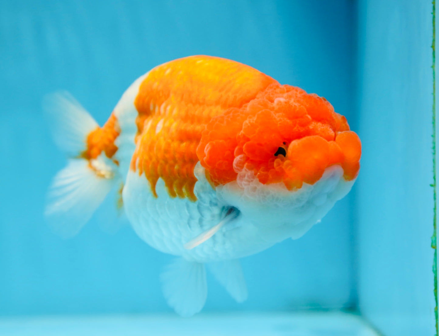 AAA Grade FLUFFY WEN Red White LionQueen 5.5-6 inches #090525LC_02