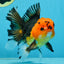 A Grade Apache Button Eyes Oranda Male 5-5.5 inches #080125OR_21