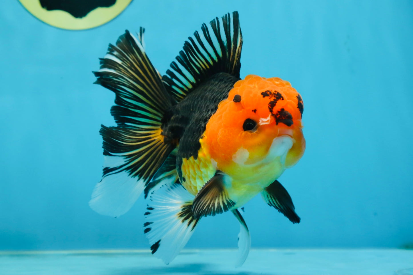 A Grade Apache Button Eyes Oranda Male 5-5.5 inches #080125OR_21