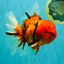 A Grade Tiger Oranda Female 7.5 inches #101626OR_16