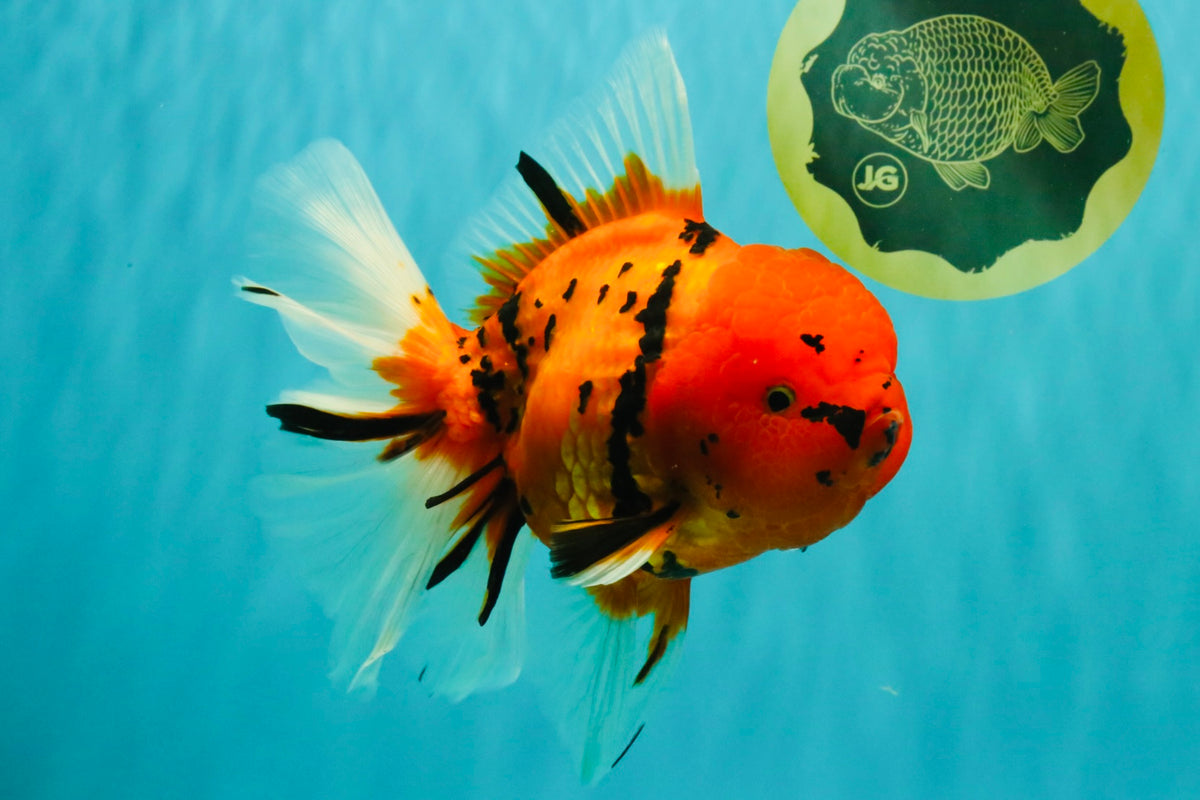 A Grade Tiger Oranda Female 7.5 inches #101626OR_16