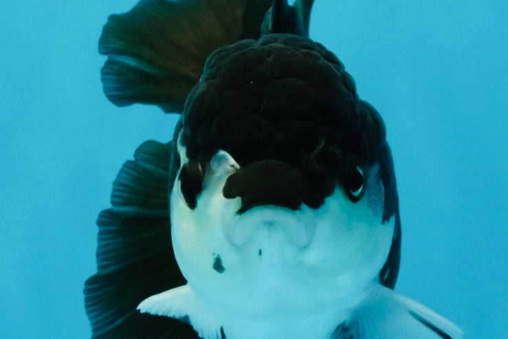 ELVIS Panda Oranda Female 5-5.5 inches #041026OR_07