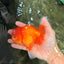 A Grade Red White Oranda Male 5-5.5 inches #082826OR_14