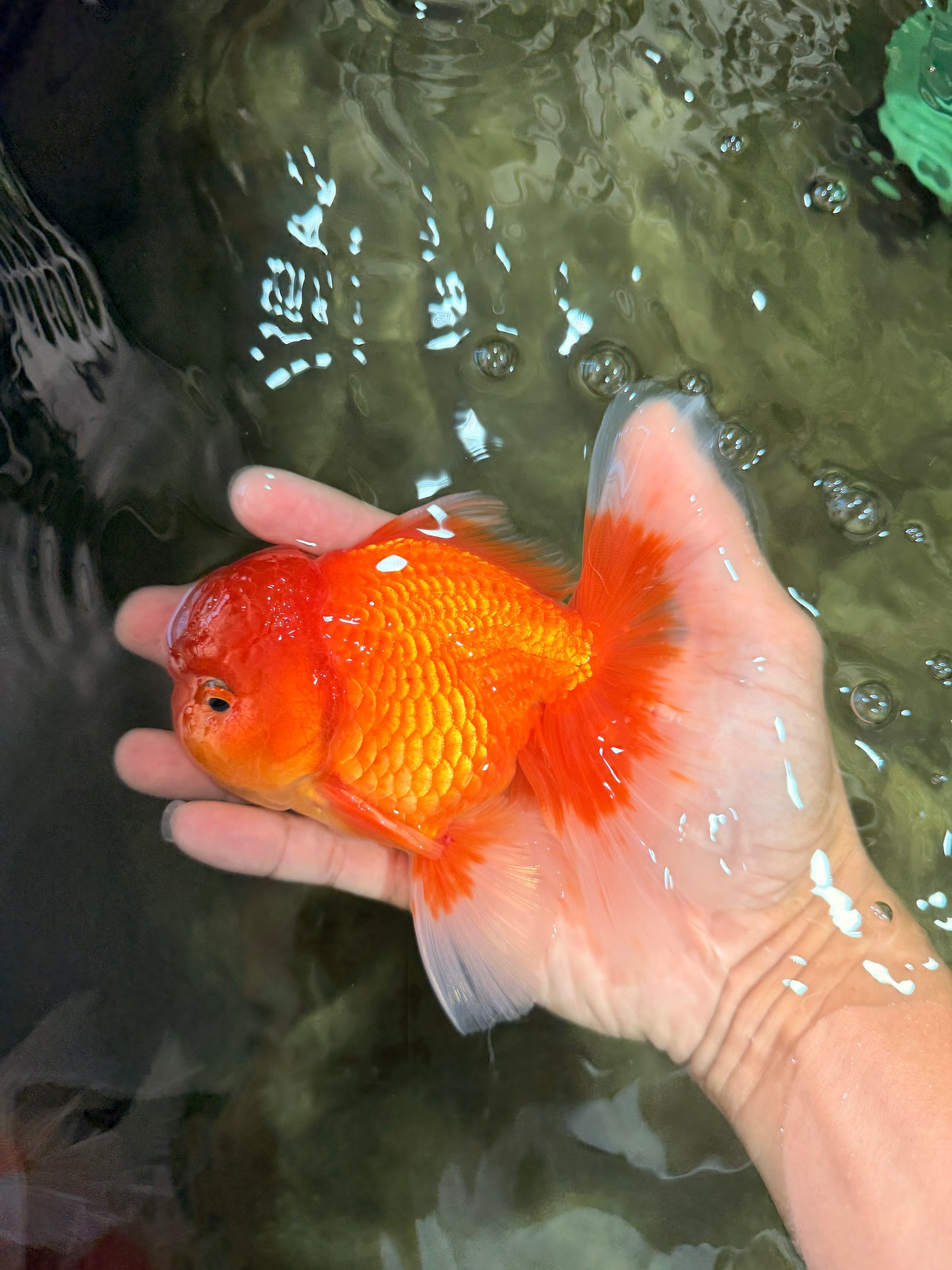 A Grade Red White Oranda Male 5-5.5 inches #082826OR_14