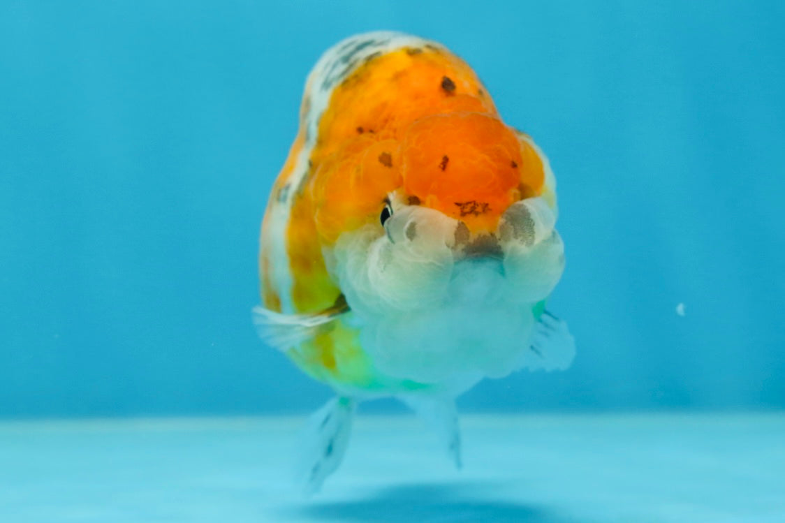 A Grade Calico LionQueen 4 inches #060625LC_05