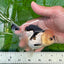 A Grade Tricolor Unique Color Mark Oranda Female 4.5 inches #0628OR_13