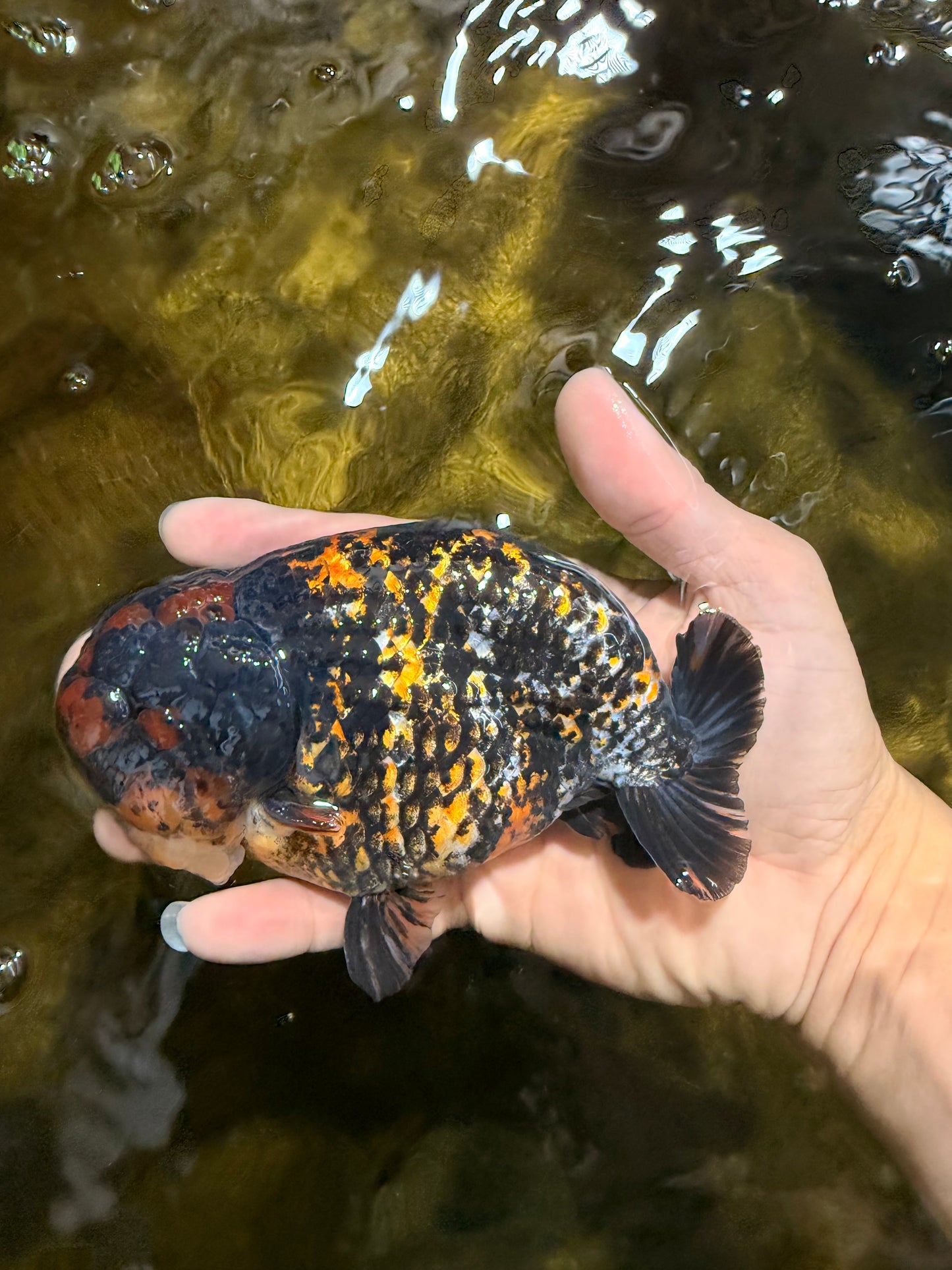 A Grade Tricolor Tiger LionKing 5.5 inches #103125LC_11