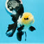 AAA Grade Panda Button Eyes Oranda Female 5 inches #0927OR_31