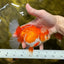 Oranda hembra de color rojo y blanco de fuegos artificiales de grado AAA de 5,5 pulgadas n.° 0119OR_03