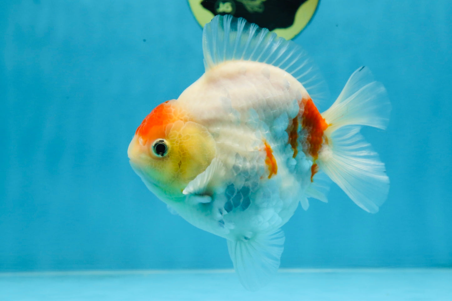 A Grade Young Godzilla Tancho Sakura Yuanbao Male 4.5 inches #101725YB_26