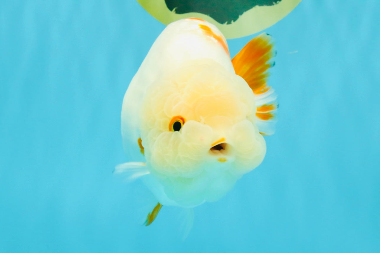 Sakura Chinese Ranchu Female 5.5 inches #022726RC_21