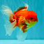 A Grade Red White Oranda Male 5.5 inches #080726OR_08