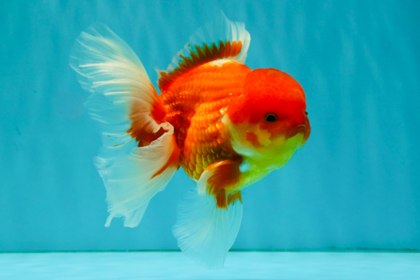 A Grade Red White Oranda Male 5.5 inches #080726OR_08