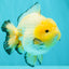 SUPER CUTE AAA Grade White Yuanbao Male 5 inches #061926YB_36