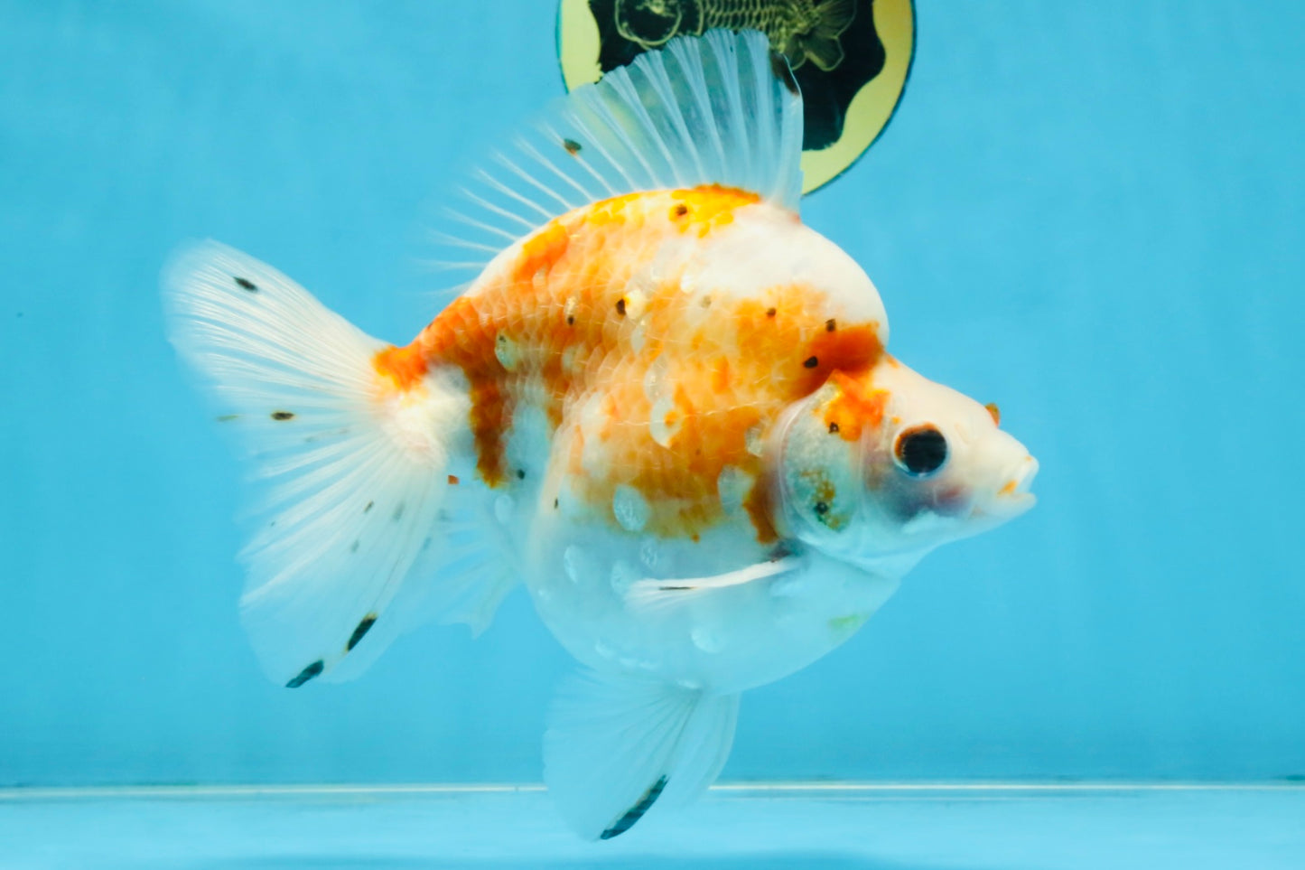 AAA Grade Indonesia Sakura Ryukin Male 6-6.5 inches #111425RK_12