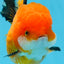 A Grade Tricolor Oranda Female 4.5 inches #0906OR_24