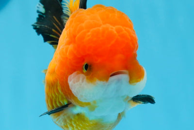 Oranda tricolor hembra de grado A de 4,5 pulgadas n.° 0906OR_24