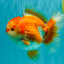 CHUBBY AAA Grade Red White Oranda Male 6 inches #081426OR_01