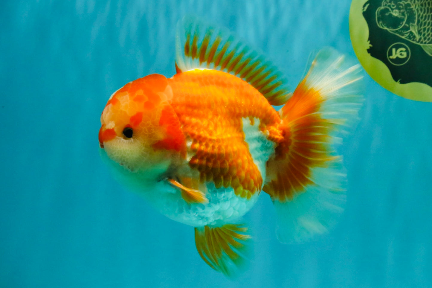 CHUBBY AAA Grade Red White Oranda Male 6 inches #081426OR_01