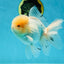 AAA Grade White Oranda Male 5.5 inches #050925OR_45