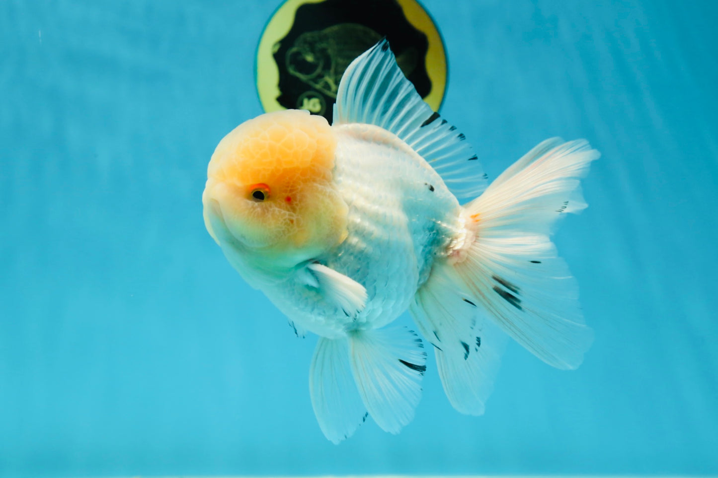 AAA Grade White Oranda Male 5.5 inches #050925OR_45